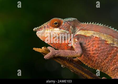 Panther chameleon (Furcifer pardalis), maschio, seduto su un ramo, Ankaramie, Madagascar nord-occidentale Foto Stock