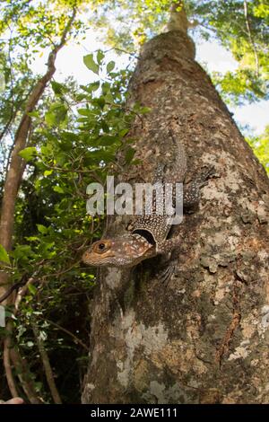 Grande lucertola di iguanide collato (Oplus cuvieri) su un tronco di albero, Parco Nazionale di Ankarafantsika, Madagascar occidentale Foto Stock