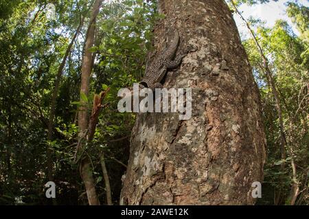 Grande lucertola di iguanide collato (Oplus cuvieri) su un tronco di albero, Parco Nazionale di Ankarafantsika, Madagascar occidentale Foto Stock