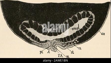 Testo-libro di anatomia comparativa . FIG. 275. Stadio C. TA, rudimenti Torace-addominali; ene, udoderma invagiatiatiou (gastrulinvaginazione); m, mesodenu ; hi, lobi cefalici.. FIG. Fase Nauplius. Stadio F. md, Mid-gut, le cellule endodeniche hanno un tuorlo nutritivo assimilato; pr, proctodaeum (hind-gut); A, anus; TA, rudiment torace-addominale; m,mesoderm ; st, inizio di invaginazione dello stomodseum ; ec, ectoderm. Foto Stock