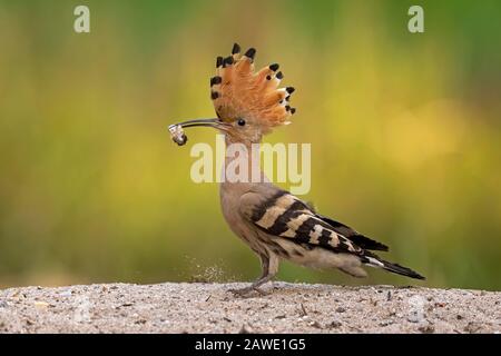 Hoopoe (epops di Uppa), femmina con larva di barbabietola come preda, Riserva della Biosfera di Elbe Medio, Sassonia-Anhalt, Germania Foto Stock