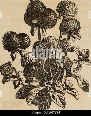 Manuale dell'almanacco e del giardino di Richard Frotscher per gli stati del sud. Gailardia bicolore. Viola Amaranth Globe. OaillardiR bicolore. Due colori Gaillardia. Molto showyplants, che continuano a fiorire per molto tempo. Fiori rosso borderedcon giallo arancio. Un piede e mezzo di altezza. Da gennaio ad aprile. Foto Stock