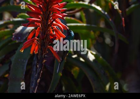 Alimentazione sud Double-collato Sunbird (Cinnyris chalybeus) Foto Stock