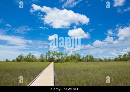 Sentiero natura attraverso la palude costiera di sale nel Hunting Island state Park, Carolina del Sud. Foto Stock