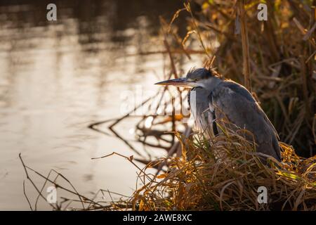 Un comune airone grigio (Ardea cinerea) poggia pazientemente sotto copertura di canne. Foto Stock