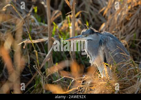 Un comune airone grigio (Ardea cinerea) poggia pazientemente sotto copertura di canne. Foto Stock