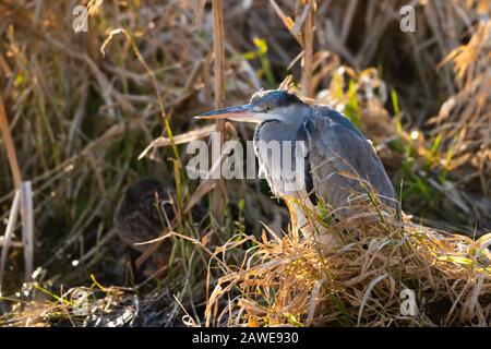 Un comune airone grigio (Ardea cinerea) poggia pazientemente sotto copertura di canne. Foto Stock