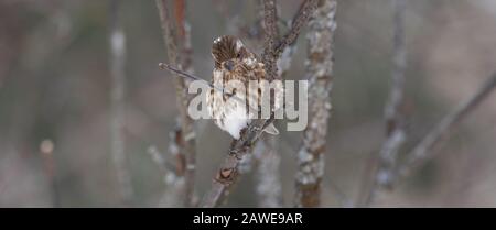 Un simpatico e curioso Pino Siskin nella foresta invernale (spinus pinus) Foto Stock