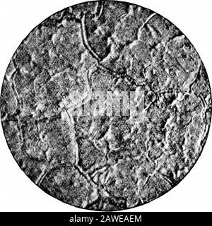 Corrosione del ferro; pitture anti-incrostazione e anti-corrosive. E l'incorporazione di ocra o ossido di ferro nella vernice di esamo produrrà una vernice che prende ventiquattro ore per asciugare; e ci sono altri pigmenti, lampnero per ex-ample, che impedirà questo altrimenti vernice abbastanza rapida da asciugarsi affatto quando usato come vernice. Il pigmento, così come le condizioni di temperatura e di umidità, deve essere tenuto in considerazione nella prova della capacità di essiccamento di una vernice. IRON-COEBOSION E VERNICI ANTI-COREOSIVE. 89 Per quanto riguarda il comportamento di un pigmento, la sua capacità di assorbire olio di semi di nhseed o hnse Foto Stock