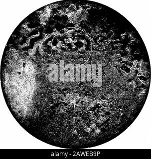 Corrosione del ferro; pitture antivegetative e anticorrosive . Fig. 38 (ingrandito).- cricche di pino (liair) in una vernice al piombo bianca di dieci anni. In vernice, il rivestimento finale è più ricco. I risultati scadenti ottenuti con vernici ad ossido di ferro possono, quando si utilizzano materiali scadenti, essere spesso dovuti alla non osservanza di questa regola. 86 VERNICI LEON-COBROSION E ANTI-COBEOSIVE. Ulteriori riferimenti all'utilita' di una grande proporzione di olio o vernice in vernice saranno fatti nella seguente sezione sulle vernici anticorrosione. Ogni vernice ad olio, indipendentemente dal fatto che il pig-ment contenuto assorba molto o poco olio o vernice, nel tempo c Foto Stock