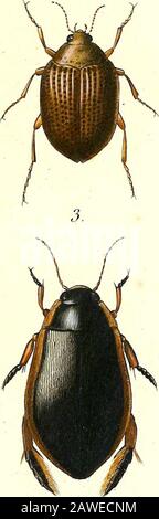 Iconographie et histoire naturelle des coléoptères d'Europe ; . Foto Stock