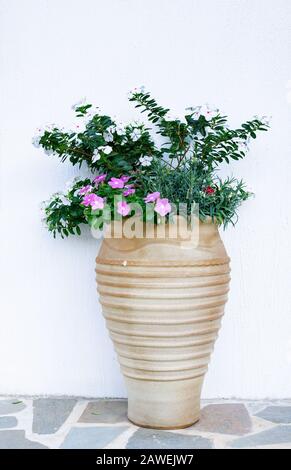 vaso grande, bello, giardino, con piante fiorite contro una parete bianca, closeup Foto Stock