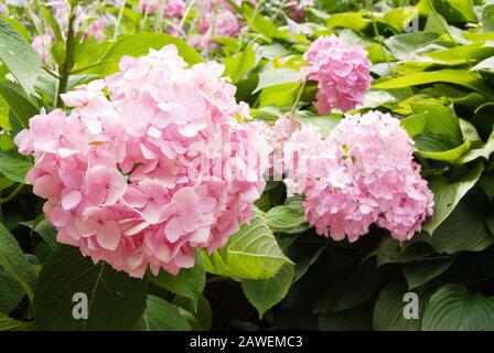 Bella rosa fiori di hydrangea in piena fioritura crescendo in un giardino all'aperto riempito di verde foglia hosta in background. Foto Stock