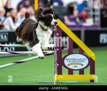 New York, Stati Uniti. 8th Feb, 2020. Yeager, un inglese Springer Spaniel, libera un ostacolo durante il turno di qualificazione del Westminster Kennel Club Dog Show Masters Agility Championship a New York. Credit: Enrique Shore/Alamy Live News Foto Stock