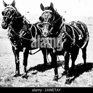 Agricoltura produttiva . bene costruito per la teaming pesante. Le principali breedsof the draft group sono Clydesdale, Percheron, English Shire, Suffolk Punch e Belga. Pullman cavalli. - Le pesanti carrozze o pullman breedsincludono i grandi, attivi, eleganti cavalli pullman, come il Hackney, tedesco e francese pullman, il Cleveland Bayor Yorkshire allenatore. Le razze di cavalli leggeri includono il Thoroughbred, il cavallo di trotto Ameri-CAN, e-il cavallo di sella americano le razze di pony sono il gallese, il Shetland ed Exmoor. Questi differiscono considerevolmente per dimensione, abitudini ed altri specialcaratteri. Oltre a queste razze pony là ar Foto Stock