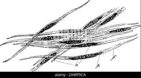 Un'introduzione allo studio dell'anatomia comparata degli animali. Il muscolo iped, sotto il controllo della volontà, è calledvolontaria; ma questi nomi non sono soddisfacenti, poiché il cardiacmuscle, anche se striato, è involontario. Tessuto muscolare semplice (fig. 17) si trova nelle pareti del tratto alimentare, nelle pareti delle arterie e delle vene, nella vescica e in altri visceri. Esso può avvenire in fasci o strati interni, ed è formato da elementi cellulari distinti, che possono essere separati l'uno dall'altro con metodi adatti. Una fibra di muscolo chiaro è di forma fusiforme allungata, più spessa nell'indovinello Foto Stock