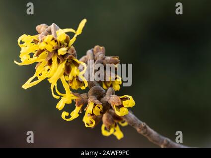 hamamelis fiori gialli Foto Stock