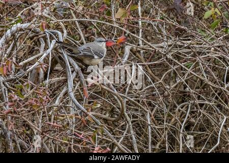 Northern Mockingbird, Mimus polyglottos, al Totem Pole Park di ed Galloway, pieno di totem d'arte folk con un motivo indiano americano, lungo la Route 66 n Foto Stock