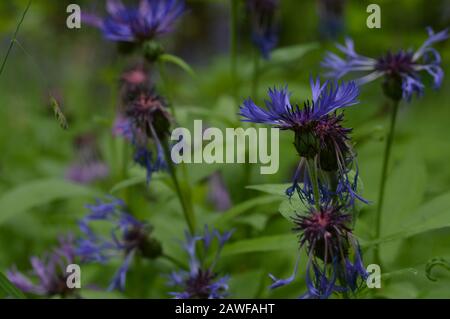 Thistle fiore blu, viola, centaurea montana Foto Stock