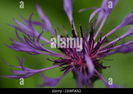 Thistle fiore blu, viola, centaurea montana Foto Stock