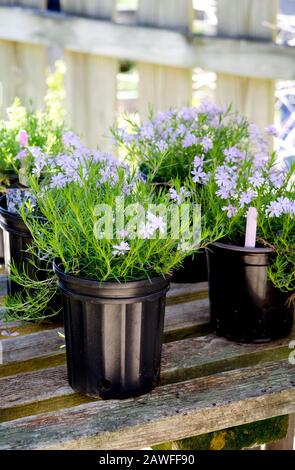 Fiori di lavanda chiaro colorati sono incapsulati in un vivaio e pronto per la vendita Foto Stock