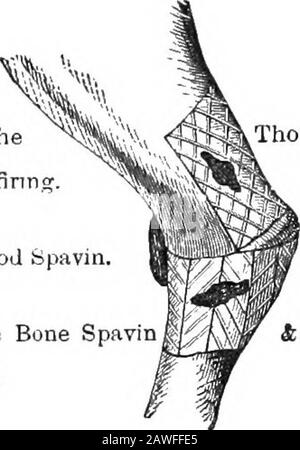 Il cavallo americano riformato libro, un trattato sulle cause, i sintomi e la cura di tutte le malattie del cavallo, compreso ogni malattia peculiare all'America, anche l'allevamento, e la gestione . Situazione di sparo situazione di IMODALITA' Di Situazione o La Stecca. Windgall & methodround la gamba. Anello-bonefiring esso. Situntion del metodo& non in funzione. Situazione Di Spavin Ematica. Situazione Dell'Osso Spavinsparing lo stesso. A la crosta.6 b la suola. Foto Stock