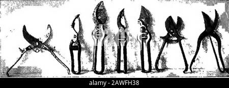 Agricoltura produttiva . Fig. 113.-^germogli Di Frutta e speroni di quattro alberi da frutto comuni, mela e pera atleft, prugna e ciliegia a destra. Uccidere se continua a crescere troppo tardi. Per economia di spazio peachesare frequentemente usato come riempitivi o alberi temporanei, in rowsbetween alberi di mele. Gli alberi di pesca entrano in cuscinetto dal terzo o quarto estate e possono essere passati il loro primo dal momento in cui gli alberi di mela sono grandi abbastanza per riempire lo spazio tra le file. Gli alberi di pesca sono poi tagliati fuori. Dove. Fig. 114.-Parecchie forme di cesoie di potatura della mano. Riempitivi sono usati, gli alberi permanenti dovrebbero essere posti frodotrenta - quaranta piedi Foto Stock