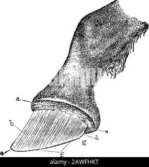 Il libro americano dei cavalli riformati, un trattato sulle cause, i sintomi e la cura di tutte le malattie del cavallo, compreso ogni malattia peculiare all'America, anche l'allevamento, e la gestione. Ached, E i piedi anteriori sono inviati in avanti, in modo che l'animale si stacchi sui suoi tacchi; e, quando costretto a muoversi, si sforza di gettare il peso del corpo di MS sulle gambe posteriori. Ha sete e febbrile, ma non ha appetito. Tutte le apparenze su di lui indicano che soffri dolore. Quando una mano è posta sui piedi anteriori, essi tastinnaturalmente caldo. Tali sono i sintomi più prominenti di aminite, o. Foto Stock