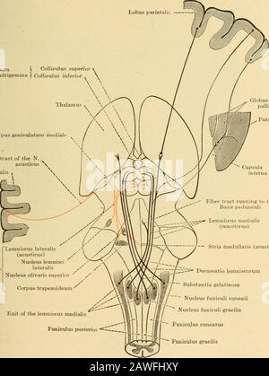 Malattie del sistema nervoso .. . Colliculus inferior Thalamu jifiS^ Capsula interna Ixit del Lem- -iliscus.teralis. Pallidus Putamen Corpus geniculatum mediale mtral tract of the N.abus acusticus emporalis . Lemniscus lateralis (acusticus) y NucJeus lemnisci lateralis / Nucleus olivaris Superior y Corpus trapedeum uscita del lemniscus medialis Funiculus posterioi ^^ tratto in fibra che va al Basis pedunculi • Lenniscus medialis;r=--r&gt;&lt; (sensitivus) Sticulmedulatione decusniosa (Funculis) Foto Stock