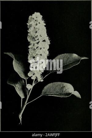 Il fiore e l'ape; vita vegetale e impollinazione. Eccezioni, hanno lingue corte. Gli scarabei sono di solito trovati su fiori comuni, aperti con thenectar visibile o quasi visibile, come le ciliegie, cornici, cespuglio shad. Tè New Jersey, e goldenrod. Nei primi mesi di primavera, sui fiori bianchi dello shadbush {Amelanchier canadensis), sono stati presi 31species, la choke-Cherry {Prunus virginiana)(Fig. 88) fruttò 43, il chokeberry {Pyrus arbutifolia) 10, e le dense pannicole di piccoli fiori bianchi del prato-dolce{Spiroba salicifolia) 42, mentre i cimes piano-sormontato di thecornels (Cornus) attratti Foto Stock