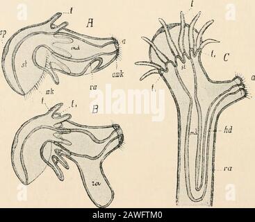 Testo-libro di anatomia comparativa. In posizione alla piastra neurale del Trocho-phora. L'ulteriore sviluppo della larva di Pcdicellina comporta una particolare metamorfosi (Fig. 181, A-D). La larva si attacca alla regione orale, mentre allo stesso tempo il vestibolo si chiude con la crescita insieme dei suoi bordi liberi sulla bocca e l'ano. Su tutto il canale enterico, con il vestibolo alterato gira intorno, all'interno dell'ectoderma simile a sacco che li racchiude, così che in seguito, invertendo l'ordine larvale, il vestibolo, con lo stomodseum andproctodseum entrando, è rivolto al libero Foto Stock