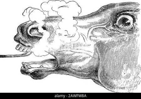 Il libro americano dei cavalli riformati, un trattato sulle cause, i sintomi e la cura di tutte le malattie del cavallo, compresa ogni malattia peculiare dell'America, anche l'allevamento, E la gestione . n quando soffre di una malattia costituzionale, ha beentubjected a questa operazione di tortura, in vista di dimostrare la sagacia del grone», e così ha aggiunto * o le sue MALATTIE otei DEL DIGESTIVO OEGANS. 161 ailments un foul, sloughy, mal di ferita carious sul tetto della sua bocca.This può essere detto per essere i frutti della rimozione dei lampas. Supponendo che l'esistenza dei lampi sia dovuta Foto Stock