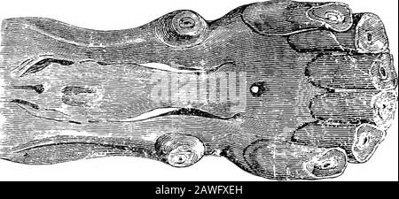 Il cavallo americano riformato libro, un trattato sulle cause, i sintomi, e cura di tutte le malattie del cavallo, compreso ogni malattia peculiare all'America, anche l'allevamento, e la gestione . egli apice, lasciando una triangularequenza tra loro. La nitidezza dell'apice, lo sgrassaggio della curvatura, e la distinzione dei solchi sono buoni crite-rioni di giovani; perché, come l'animale avanza negli anni, i tushes 132 medicina VETERINARIA DADDS E SURGEU7. Diventano smussati, meno angolari, più arrotondati, e il furrowshave scomparso. Supponendo che i pennelli non siano completamente evolutisi fino a. Foto Stock