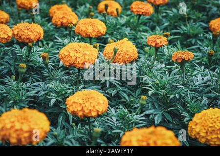 Fiori d'arancio e germogli di Tagetes erecta comunemente noto come marigold africano Foto Stock