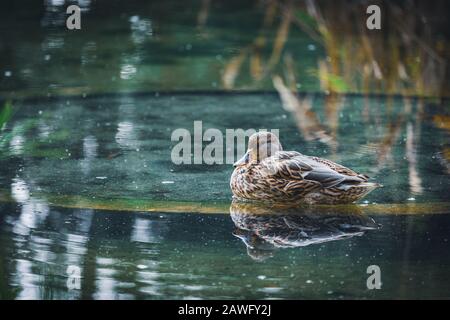 Femmina di Anas platyrhynchos, comunemente noto come Mallard anatra, che riposa in uno stagno Foto Stock