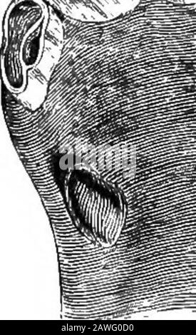 Il cavallo americano riformato libro, un trattato sulle cause, i sintomi e la cura di tutte le malattie del cavallo, compreso ogni malattia peculiare all'America, anche l'allevamento, e la gestione . ^^IWF^.S^ ^ X -. Foto Stock