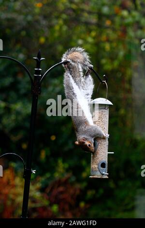 Scoiattolo grigio orientale (Sciurus carolinensis) cercando di ottenere il seme di uccello da un alimentatore di uccelli in giardino Foto Stock