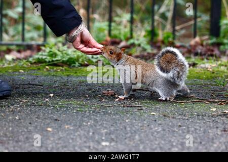 Donna che alimenta uno scoiattolo grigio orientale (Sciurus carolinensis) nel parco, Tonbridge, Kent Foto Stock