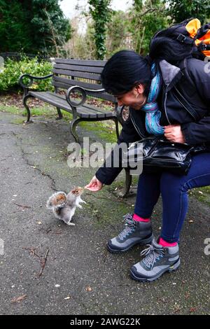 Donna ispanica che alimenta uno scoiattolo grigio orientale (Sciurus carolinensis) nel parco, Tonbridge, Kent Foto Stock