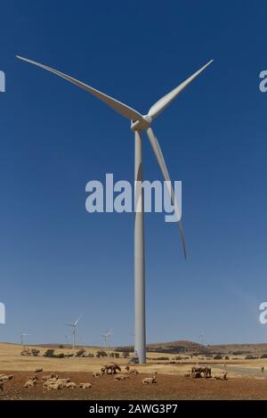 Ovini pascolare in siccità sotto turbine eoliche che forniscono reddito per l'azienda vicino Jamestown South Australia Foto Stock