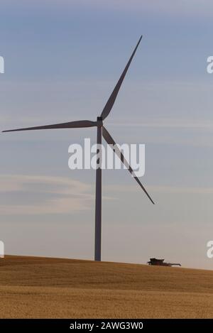 Una mietitrebbia che raccoglie l'avena intorno alla base di una turbina eolica vicino Jamestown South Australia Foto Stock