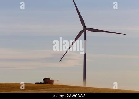 Una mietitrebbia che raccoglie l'avena intorno alla base di una turbina eolica vicino Jamestown South Australia Foto Stock