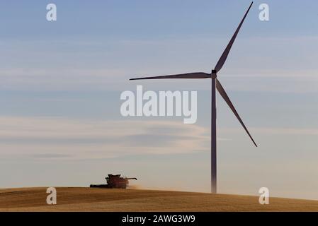 Una mietitrebbia che raccoglie l'avena intorno alla base di una turbina eolica vicino Jamestown South Australia Foto Stock