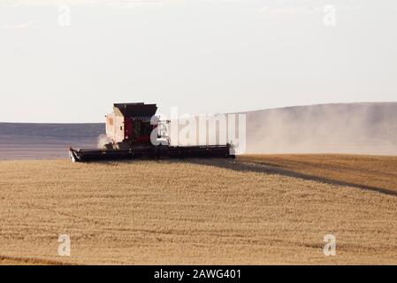 Una mietitrebbia che raccoglie l'avena intorno alla base di una turbina eolica vicino Jamestown South Australia Foto Stock