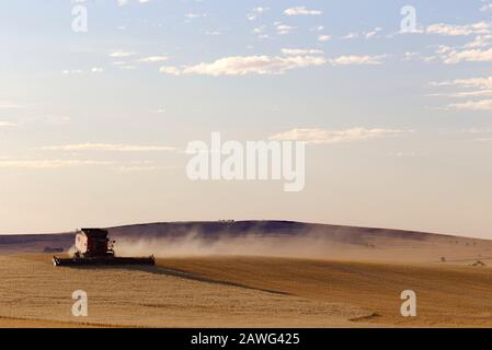 Una mietitrebbia che raccoglie l'avena intorno alla base di una turbina eolica vicino Jamestown South Australia Foto Stock