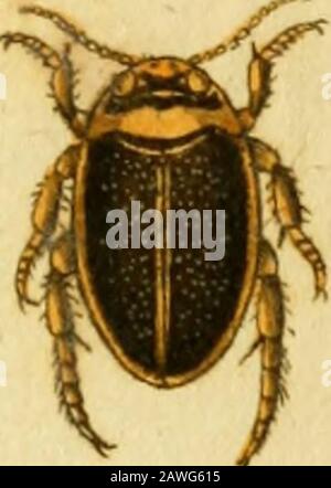 Favnae insettorvm Germanicae initia, oder, Deutschlands Insecten . c^/&lt;whrus t^urtco//ts ^uge/ann. j3t.fcc ELAPHRVS ruficollis.Der Yothhalfichte Strandhafer, El^phrus ruficollis: Teftpaceus-, antennis elytris, pecis, Elteficis, pecis, pecatis, Eltefis, pecis, pecis, pecis, pecis. Kugel, n. 4, Semel tantum captus tempore auctumnali 179J. Caput eneum nidum. Palpi et antennae teitacea. Thorax cnprens opacusmedio canaliculatiis. Eiytra teftacea ftriata pimctis interiectis, macuüsque hinc indeob Foto Stock