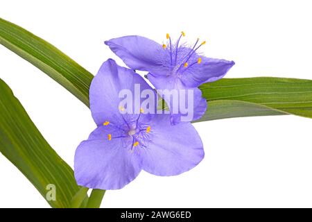 Foglie verdi e fiori viola della pianta perenni nativa nordamericana spiderwort (probabilmente un ibrido che coinvolge Tradescantia virginiana e T. OH Foto Stock