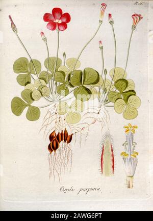 Woodsorrel Viola (Oxalis Purpurea). Illustrazione di 'Oxalis Monographia iconibus illustrata' di Nikolaus Joseph Jacquin (1797-1798). Pubblicato nel 1794 Foto Stock