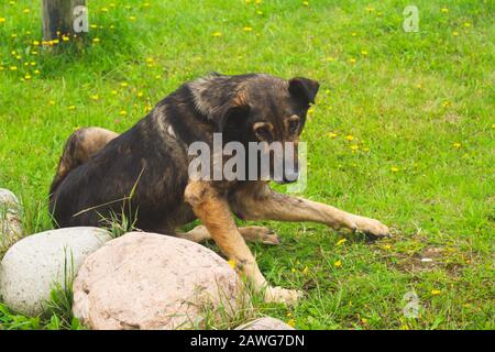 Cane vagante sull'erba. Senzatetto si trova a terra Foto Stock