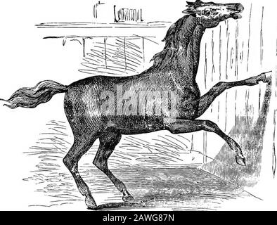 Il cavallo americano riformato libro, un trattato sulle cause, i sintomi e la cura di tutte le malattie del cavallo, compreso ogni malattia peculiare all'America, anche l'allevamento, e la gestione . egli presentò della nostra conoscenza, molto oscuro. Anche nella pratica umana, le autorità sostengono che il soggetto dei sintomi e delle condizioni è inarifiato di incertezza e di apparente irregolarità. Senza dubbio vi è una costante e uniforme connessione di causa ed effetto tra gli stati fisici alterati del cervello e la alterata manifesto-zione delle sue funzioni, ma non abbiamo ancora avuto successo Foto Stock